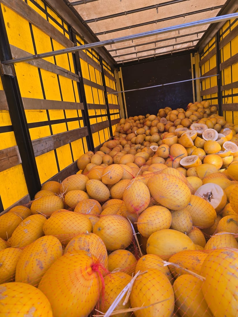 زیاتر لە 10 تۆن کاڵەکی خراپبوو لە مەرزی شۆشمێ دەستی بەسەرداگیرا