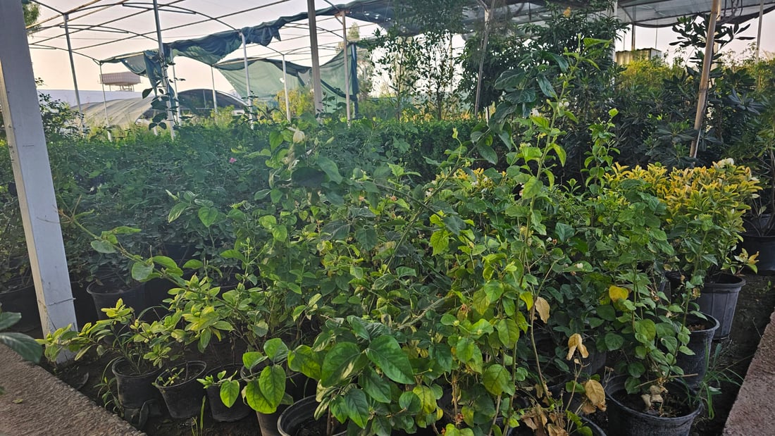 العراق يزرع “السبحبح”..  برطلة تستجيب للحملة وتزين حدائقها بحمضيات ديالى (صور)