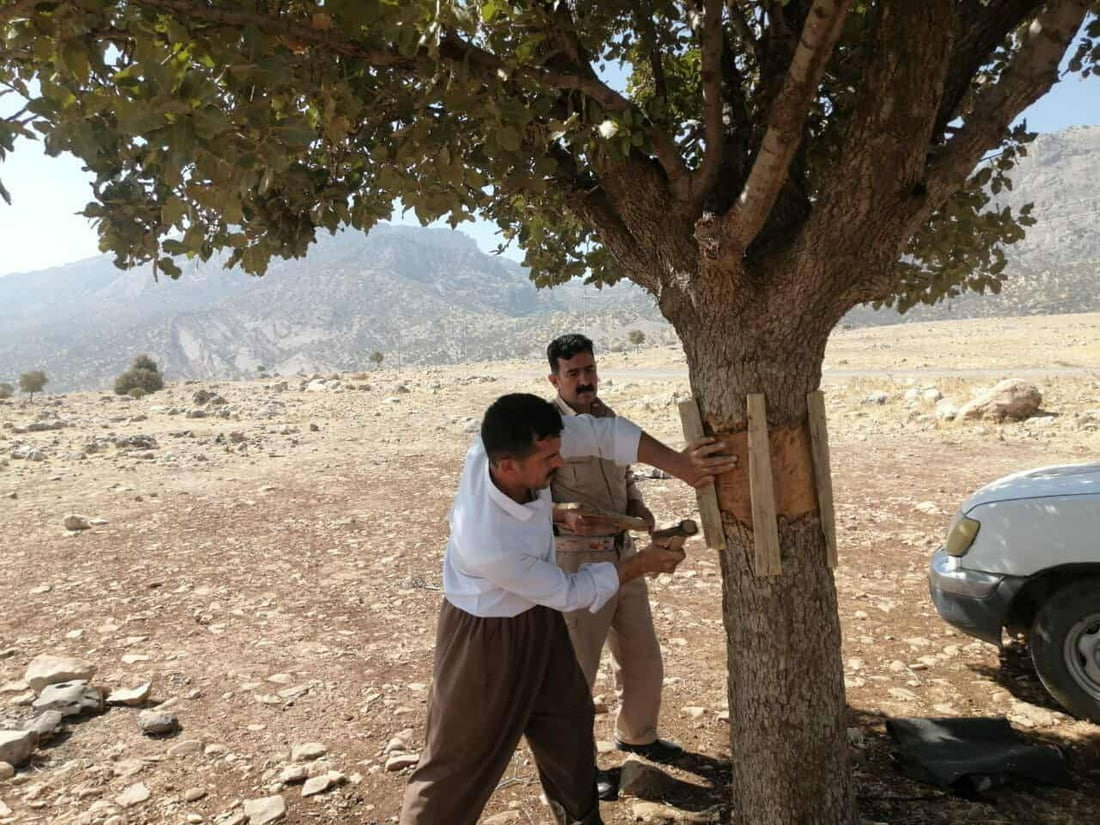 إنقاذ شجرة بلوط معمرة في السليمانية.. الجفاف أهلكها وتشقق جذعها