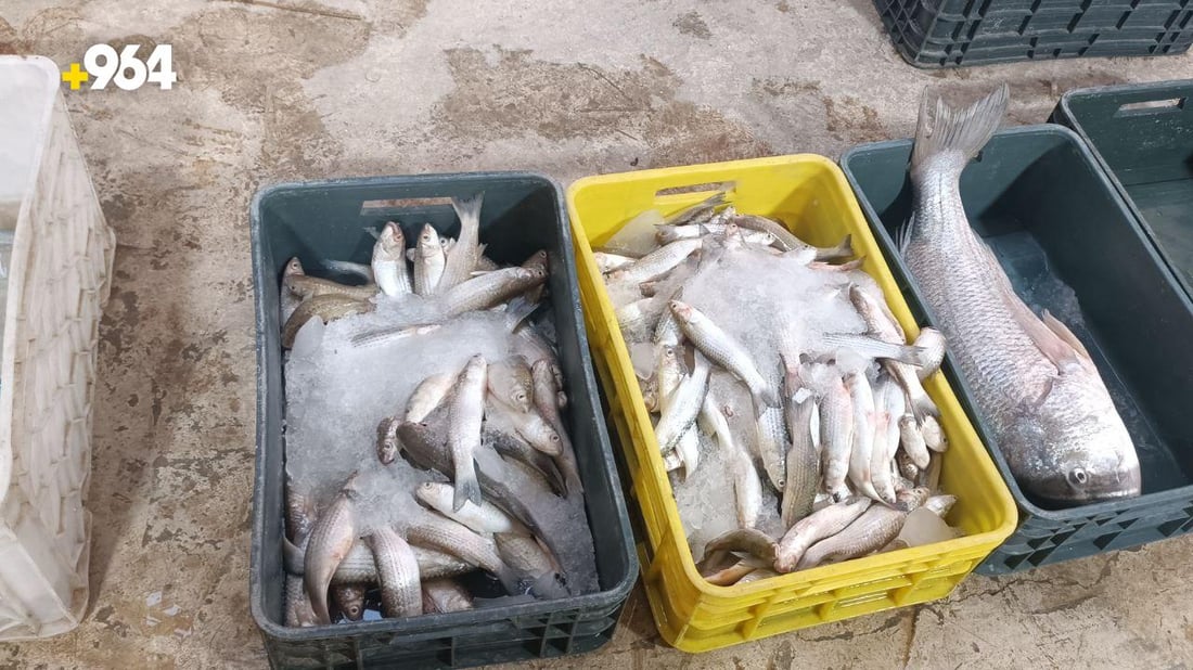 فيديو: الهامور “أبو عيون الخضر” يعود للنقعة.. سمكة خور عبدالله مفضلة لدى البصريين