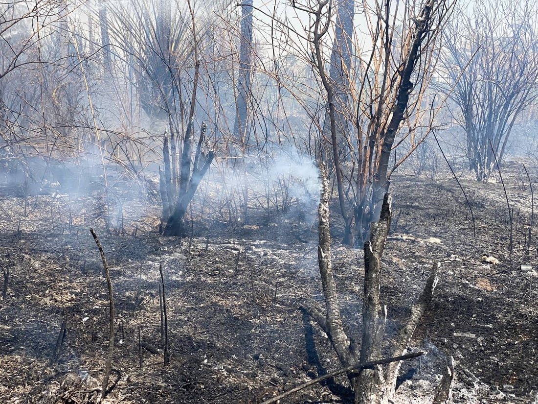 ئاگرێک بووە هۆی سووتانی چەندین دارخوورما لە خانەقین