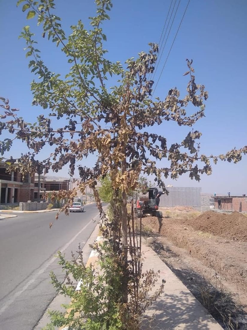 کارمەندی کۆمپانیایەک ئاگر دەکاتەوە و ژمارەیەک داری گۆران سیتی دەسووتێن