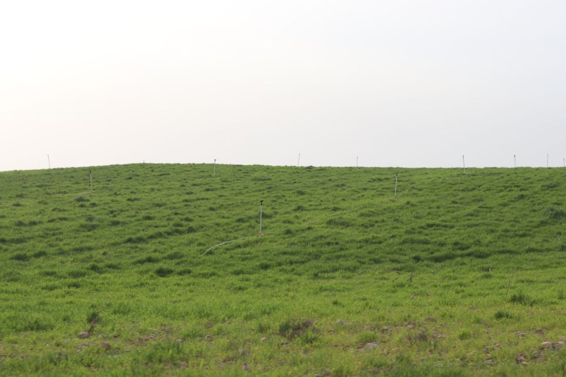 صور: يوم جميل في دبس كركوك.. غابات “شناغة” مساحة العوائل لـ”سفرات الجمعة”