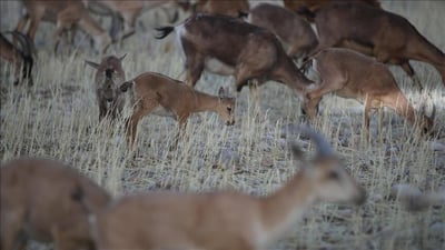 ئاژەڵێكی كێوی لە تەكیە بڕیاری دادوەری بۆ دەرچوو