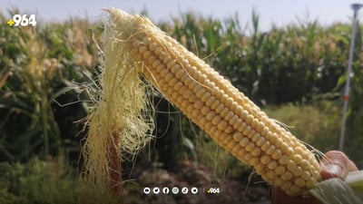 “بەرهەمی گەنمەشامی لە هەولێر بۆ دوو هێندە زیاد دەکات”