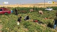 ته‌ماته‌ قەزای شێخانى ته‌نیوه‌ و جوتیاران گله‌ییان ...