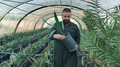 کەلار دەبێتە شاری بەرھەمھێنەری خورما