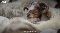 تەندروستیی راپەڕین رێککاری توند بۆ تای خوێنبەربوون ده...