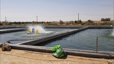 الحكومة تقرر إعفاء مزارع الأسماك من نصف بدلات إيجار السنوات السابقة