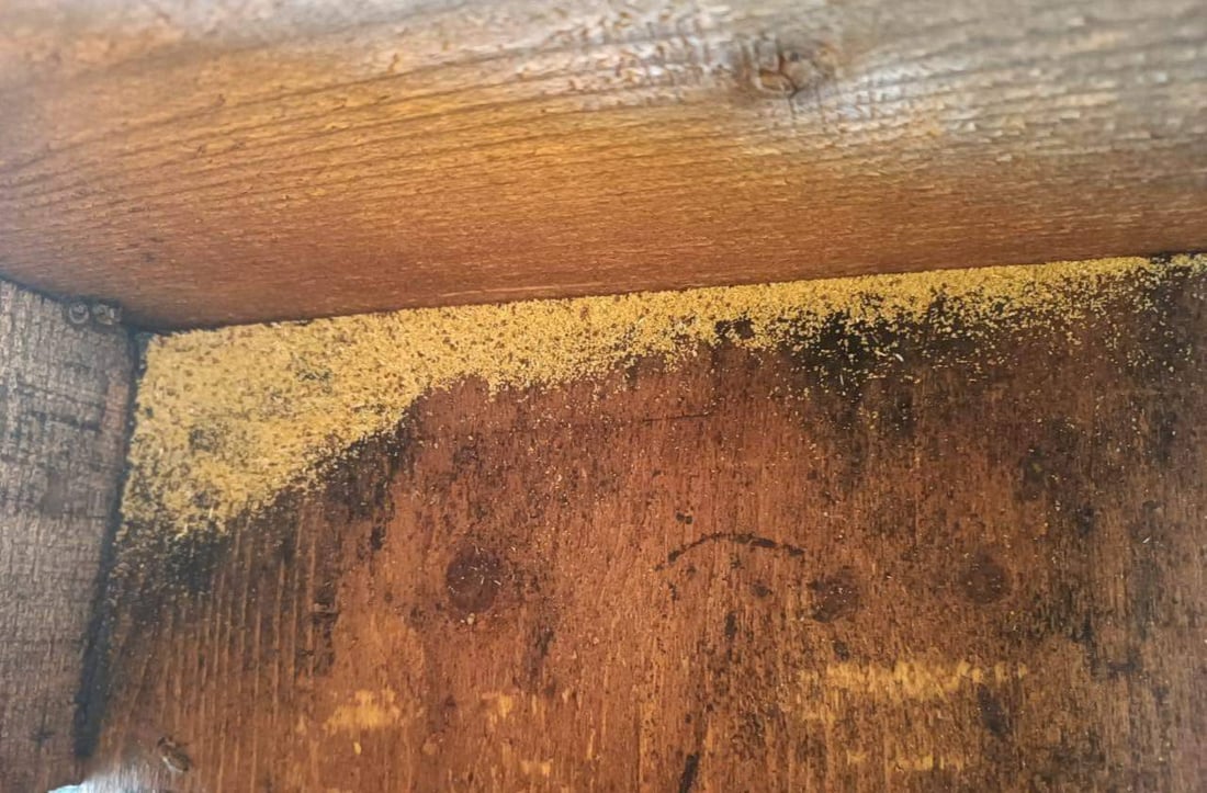 صور: النحل يعجز عن الطيران في عقرة.. الخريف حمل فايروساً وقلل الإنتاج