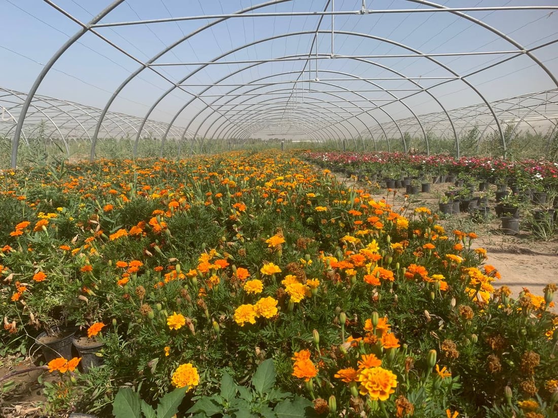 قد لا يعرفها كثير من أهل بغداد.. “العدوانية” البعيدة مصدر نباتات المطار النادرة