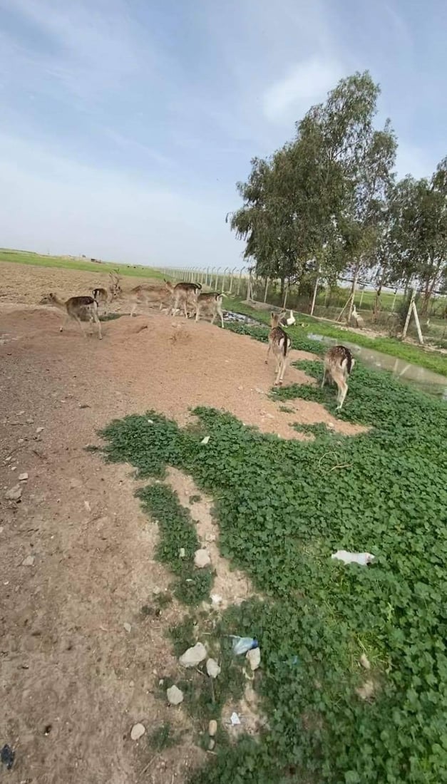 مندلي: تربية غزال الريم.. مهنة مربحة زبائنها المطاعم ومزارع الأثرياء (صور)