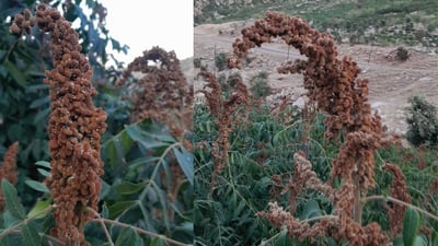 بەشێک لە بەرهەمی سماقی ئاکرێ تووشی نەخۆشی بوو