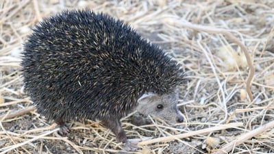 بۆ یه‌كه‌مجار “ژیشكی ره‌ش” له‌ هه‌رێمی كوردستان تۆماركرا