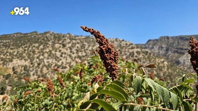 صور: هل رأيت شجرة السماق وثمارها؟ جنوب العراق ينتظر 3 أنواع و5 آلاف طن من دهوك