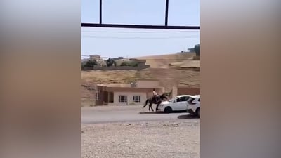 فيديو: حصان مسرع يصدم سيارة في عقرة.. والفارس في حالة حرجة!