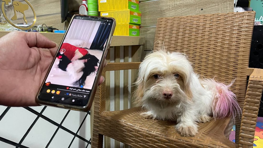 “تيرير” الفرنسي قد يكون أفضل كلب تبدأ معه رحلتك.. بيطري بغدادي