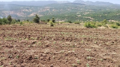 Farmers in Amedi district expand sesame cultivation