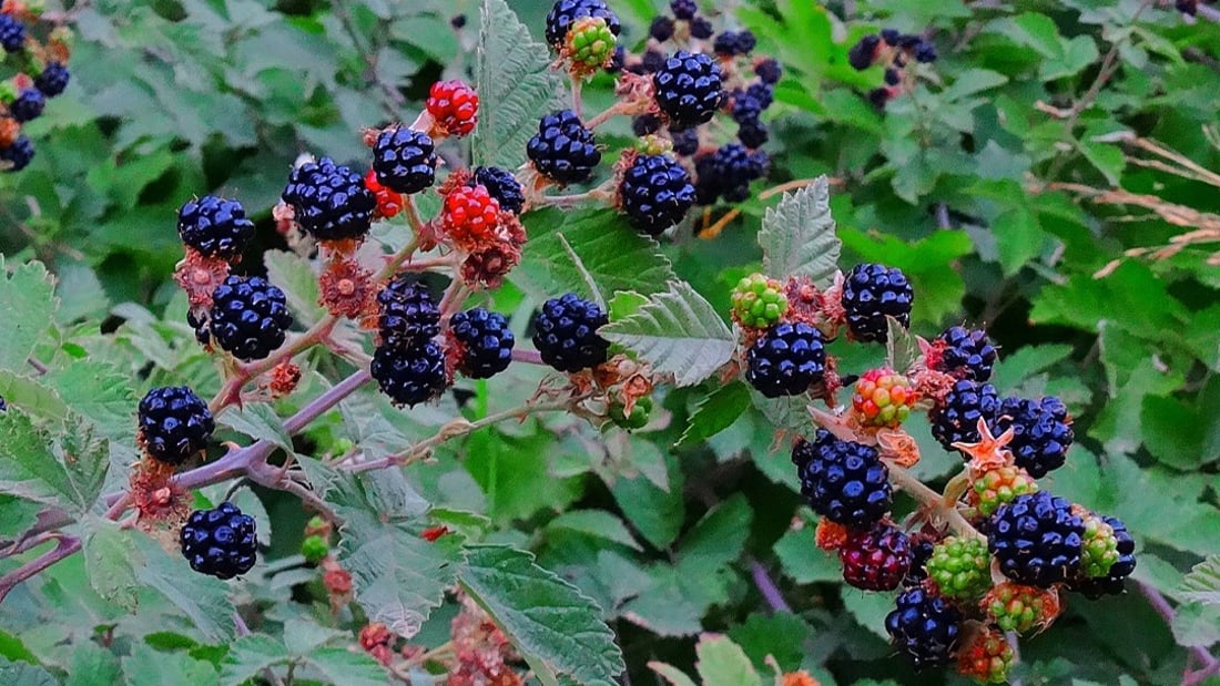 Blackberries thrive in Kurdistan but remain uncultivated despite popularity