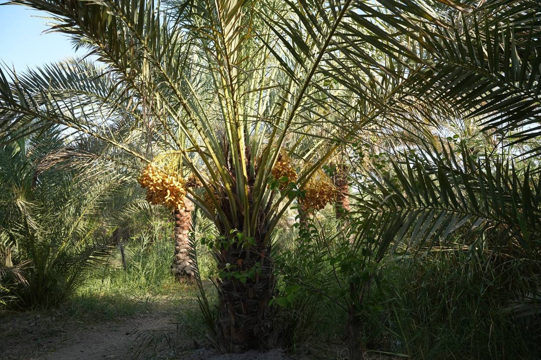 فيديو: موسم الرطب بلغ الذروة شمال البصرة ويسوق 10 أطنان يومياً