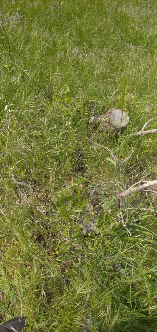 لە گاپێڵۆن و تەوێڵە ژمارەیەک داری سەوز و باڵابەرز بڕدرانەوە