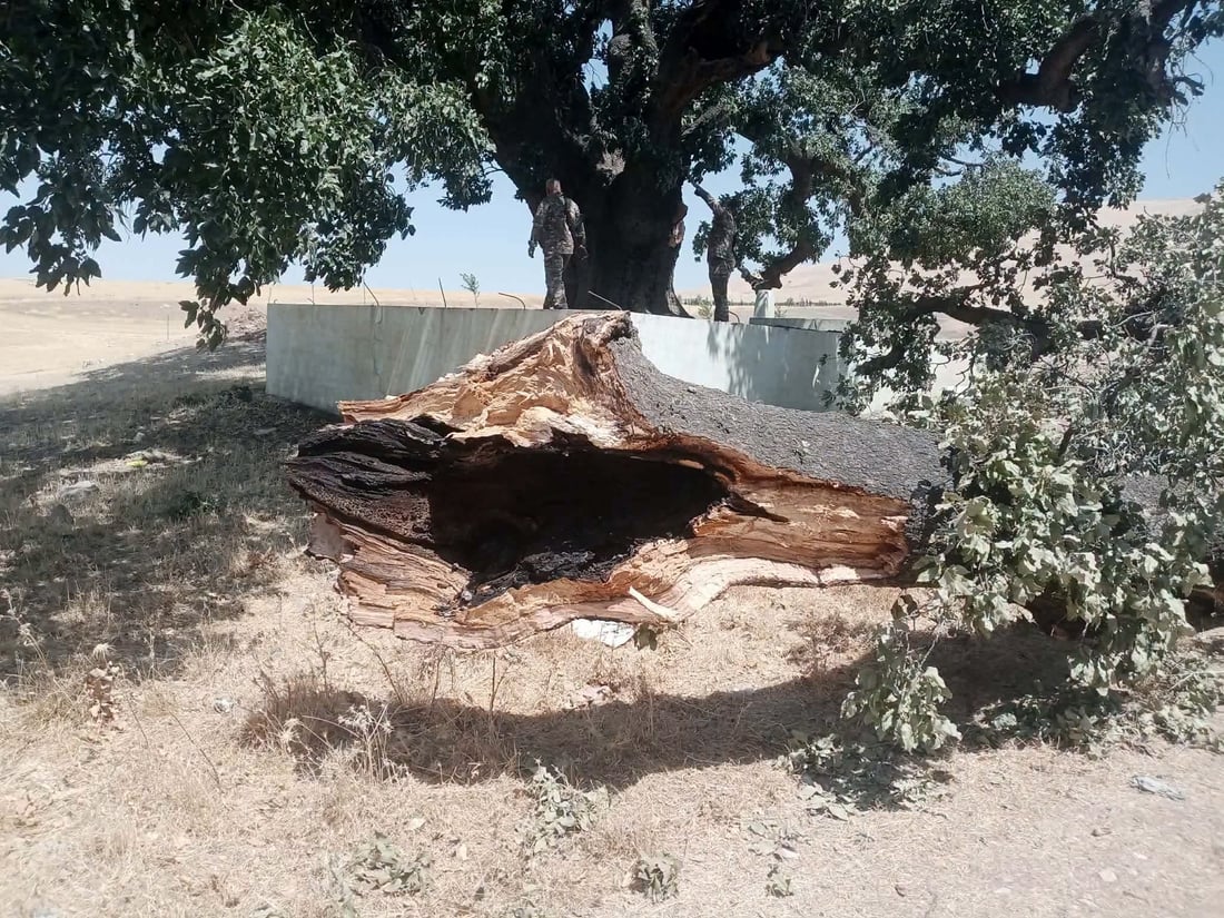 لێکۆڵینەوە لە کەوتنی لقی داربەڕوویەکی 400 ساڵەی شارەزوور دەکرێت