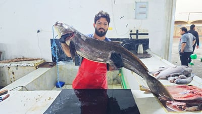 جلبوها من أعالي البحار.. سمكة “السگن” العملاقة تصل مرسى النقعة