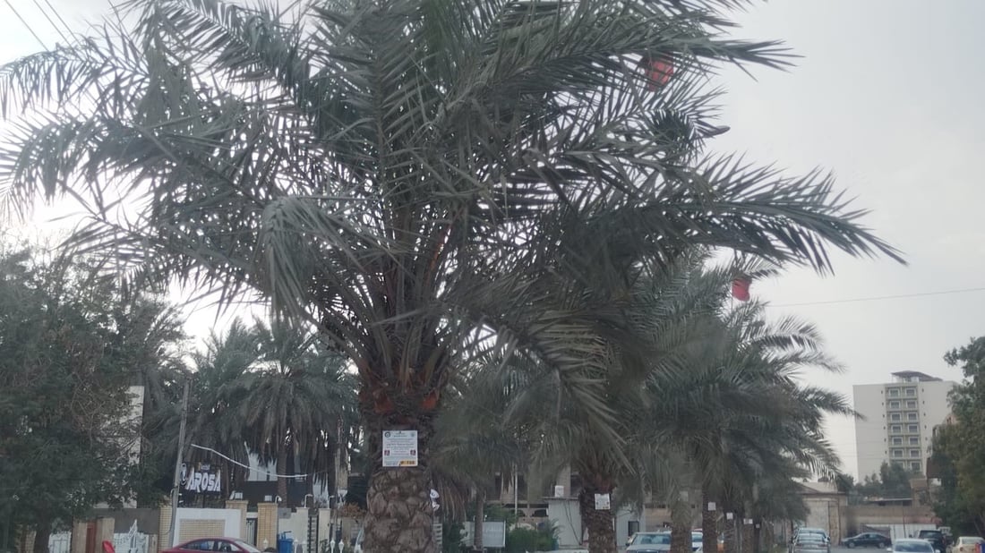 صور: تعليق عبارة “محمية بموجب القانون” على أشجار بغداد في السيدية والبياع