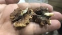 Sulaymaniyah authorities seize over 800 kilograms of spoiled walnuts intended for sweets production