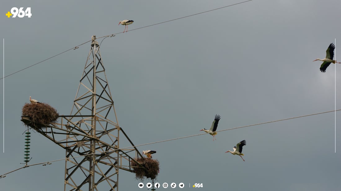 لەق لەقەکانی گوندی باریکە