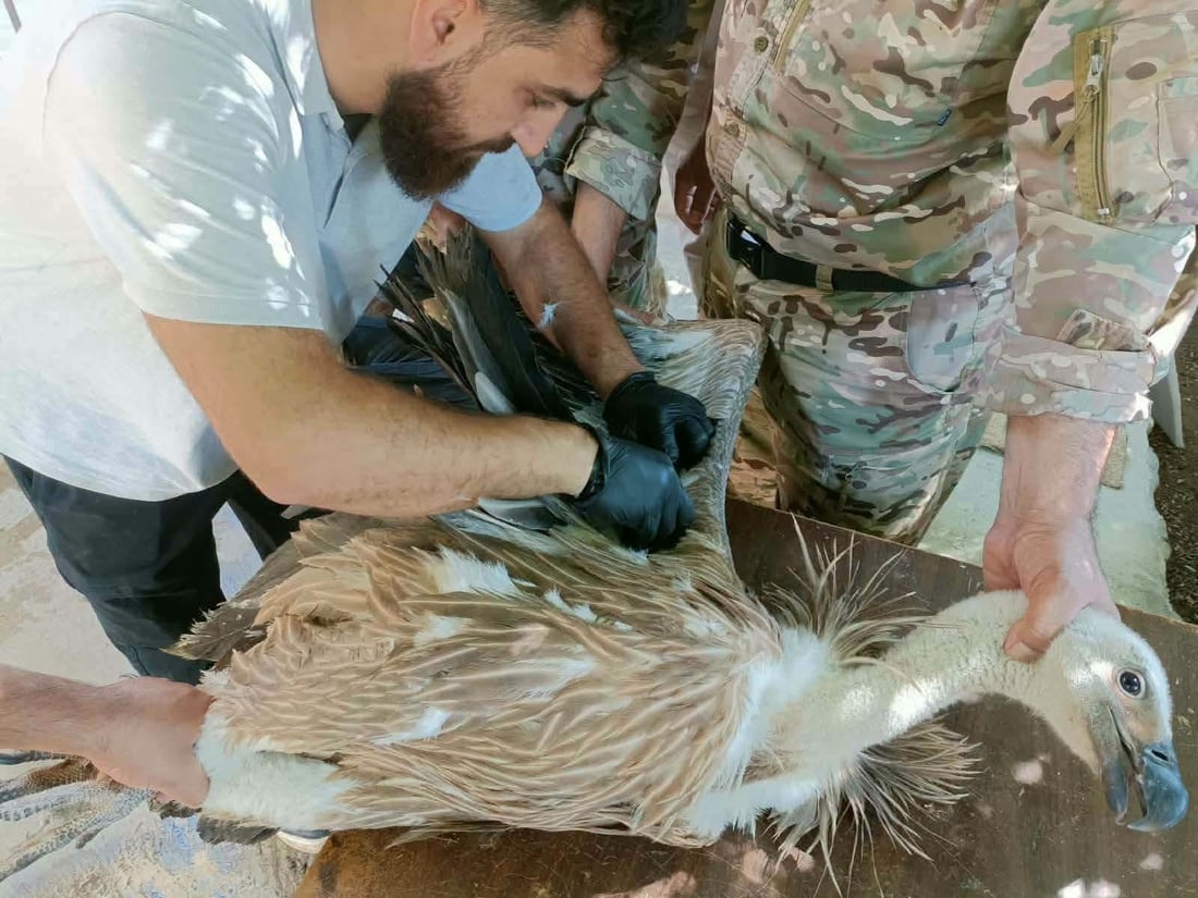 چارەی داڵێکی نەخۆشیان کرد و بە سروشت شادی دەکەنەوە