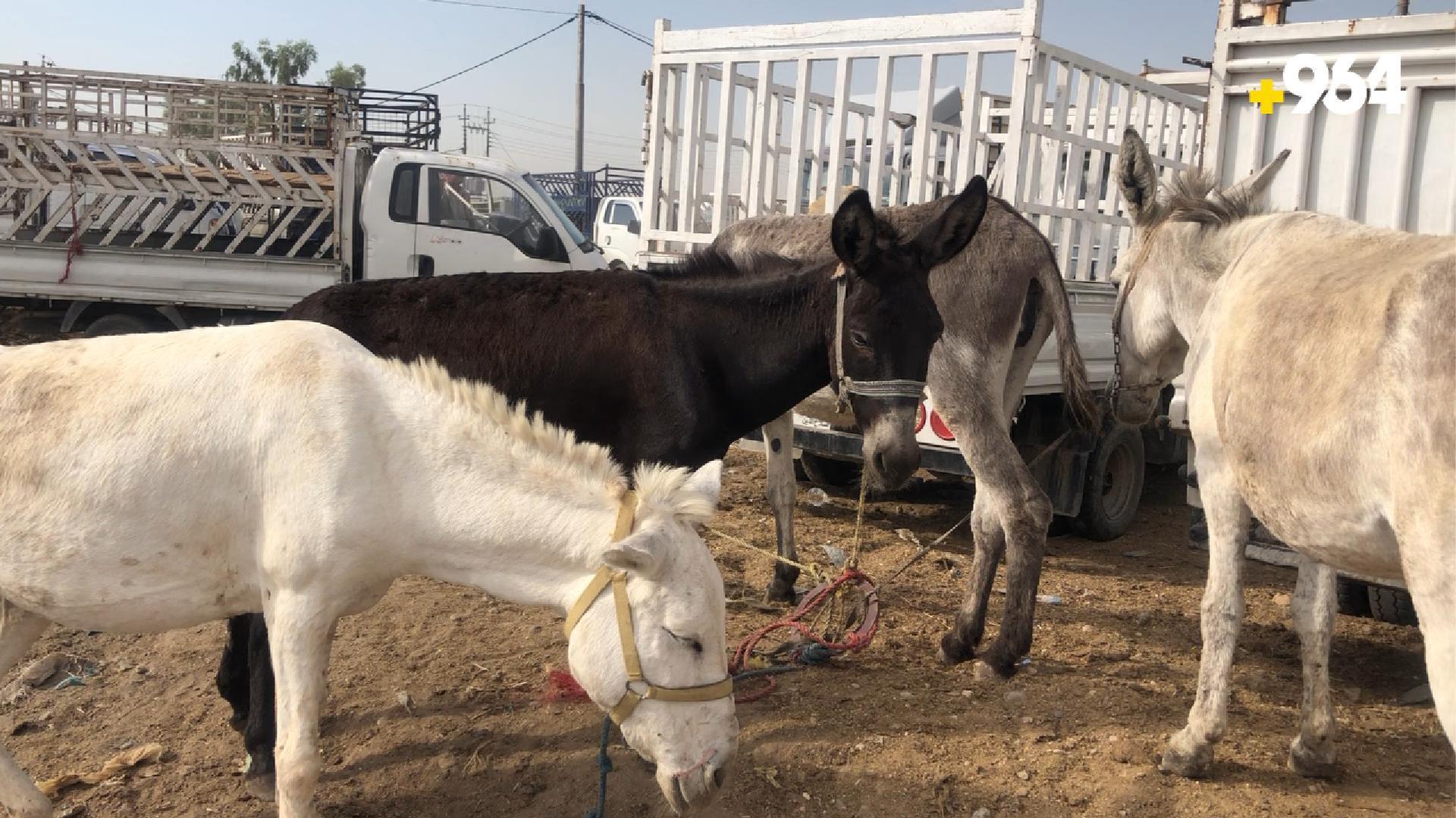 Erbil’s donkey market remains active despite seasonal dip in demand