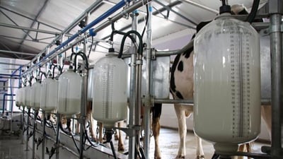 أول معمل لحليب الجاموس في هور الچبايش.. 6 خطوط إنتاجية قابلة للزيادة