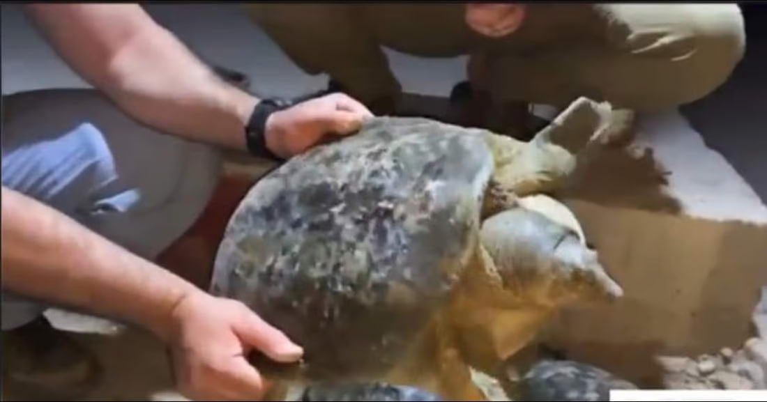 Illegal fishing threatens endangered turtle