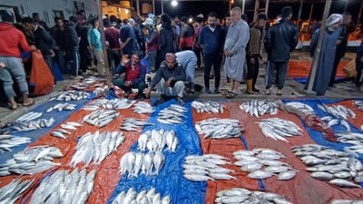 لقطات “حماسية” وازدحام استثنائي في مزاد الأسماك بالفاو فجر الخميس