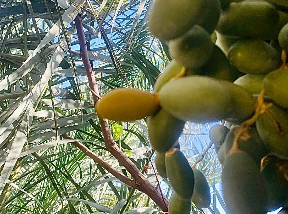 صور: الخلال الأصفر سيملأ السوق الأسبوع المقبل.. مرحلة “الهنبوش” نجحت في البصرة