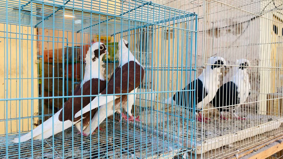 Maysan faces challenges in pet care and medication as winter arrives