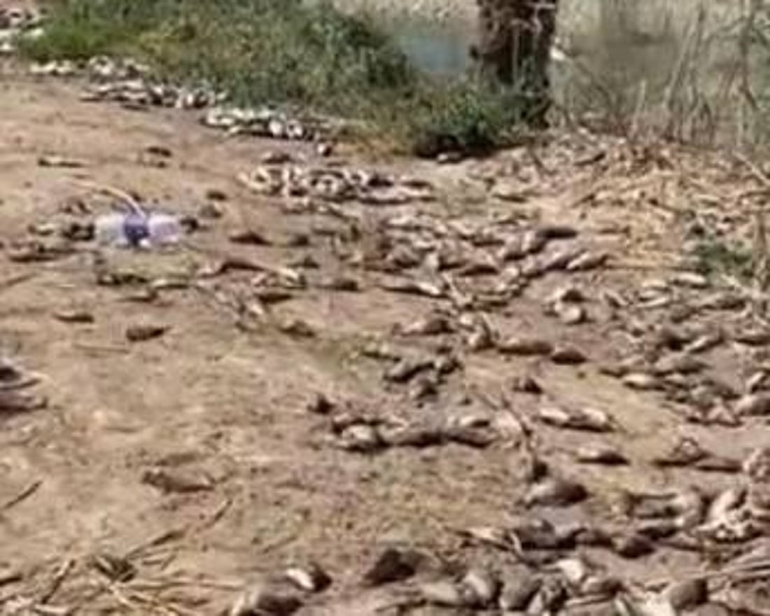 صور: قوة أمنية تردم بحيرات المدائن.. لم تمهل المربين نقل أسماكهم إلى مكان آخر