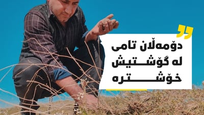 رێگایەکی دوور دەبڕن بۆ دۆزینەوەی دۆمەڵان و دەڵێن تامی لە گوشت خۆشترە