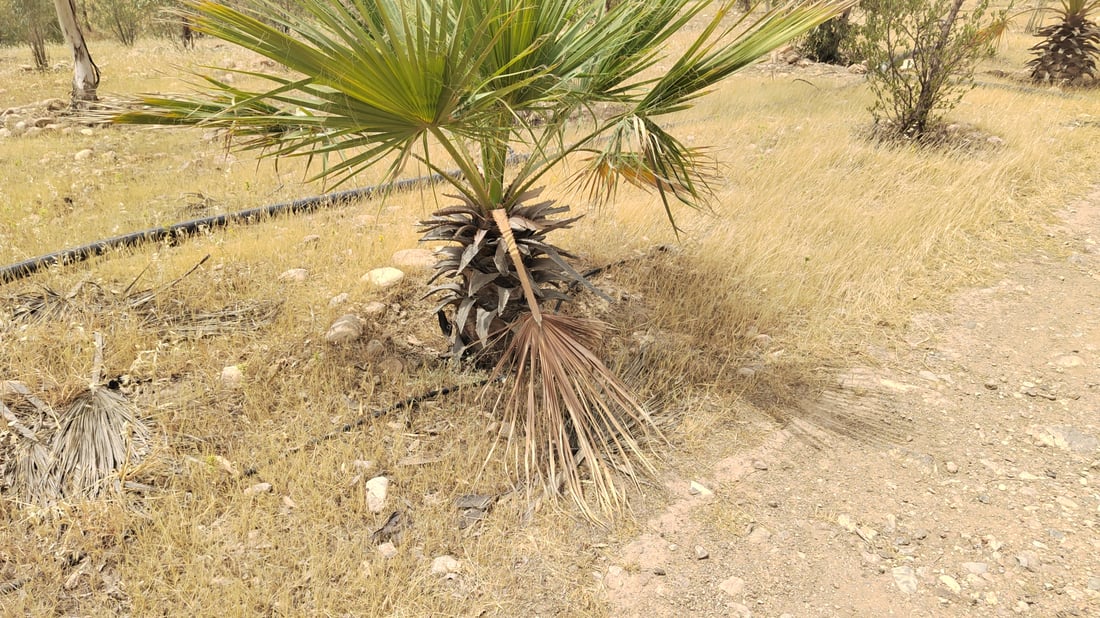 Neglect and lack of irrigation push Kalar’s Hazhar Forest toward deterioration