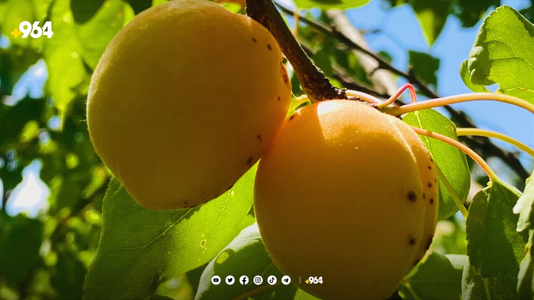 بولبول و نەخۆشی نەیهێشت خانەقین خێر لە قەیسی ئەمساڵ ببینێت