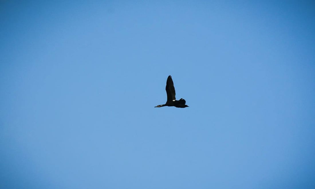 صور: الطيور المهاجرة تعود لبحيرة حمرين بعد الأمطار الغزيرة