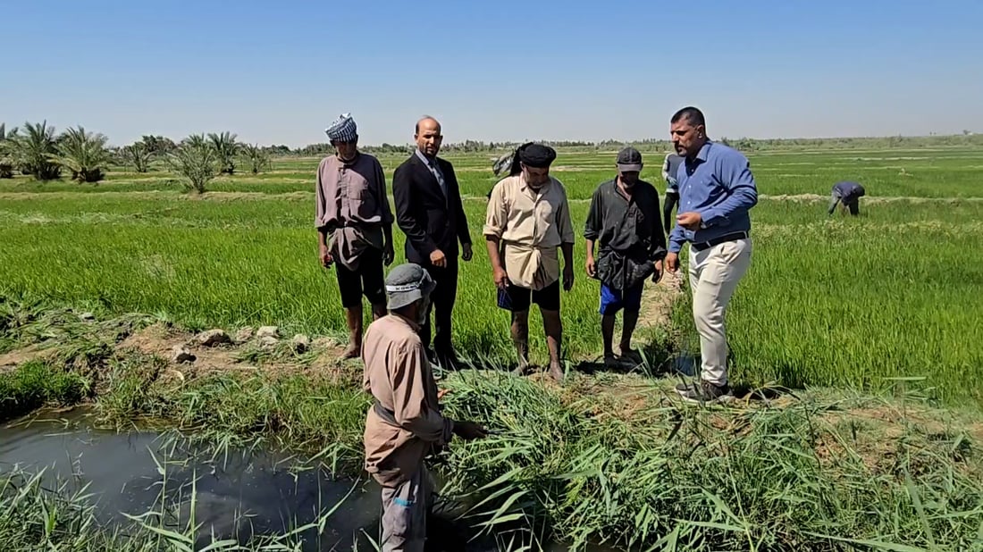 Dhi Qar farmers revive amber rice as water supplies improve