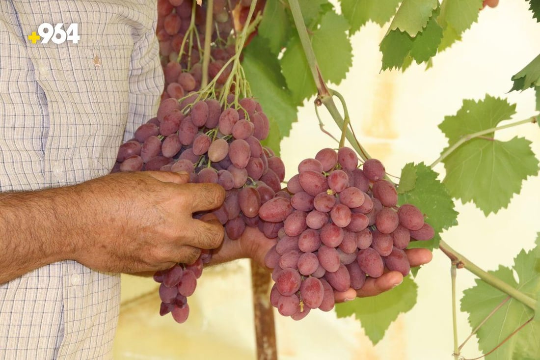 زراعة دهوك: رغم انخفاض إنتاج العنب 50% إلا أنه سيغطي حاجة كردستان