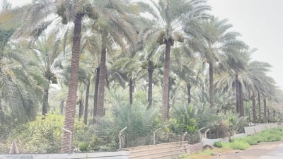 انسوا البصرة وانتظروا تمور بغداد هذا العام.. هنا شيء مما تود معرفته (فيديو)