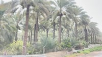انسوا البصرة وانتظروا تمور بغداد هذا العام.. هنا شيء مم