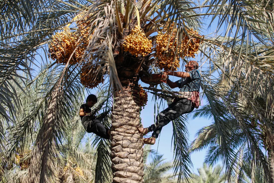 Iraqi date farmers fight drought to protect national treasure