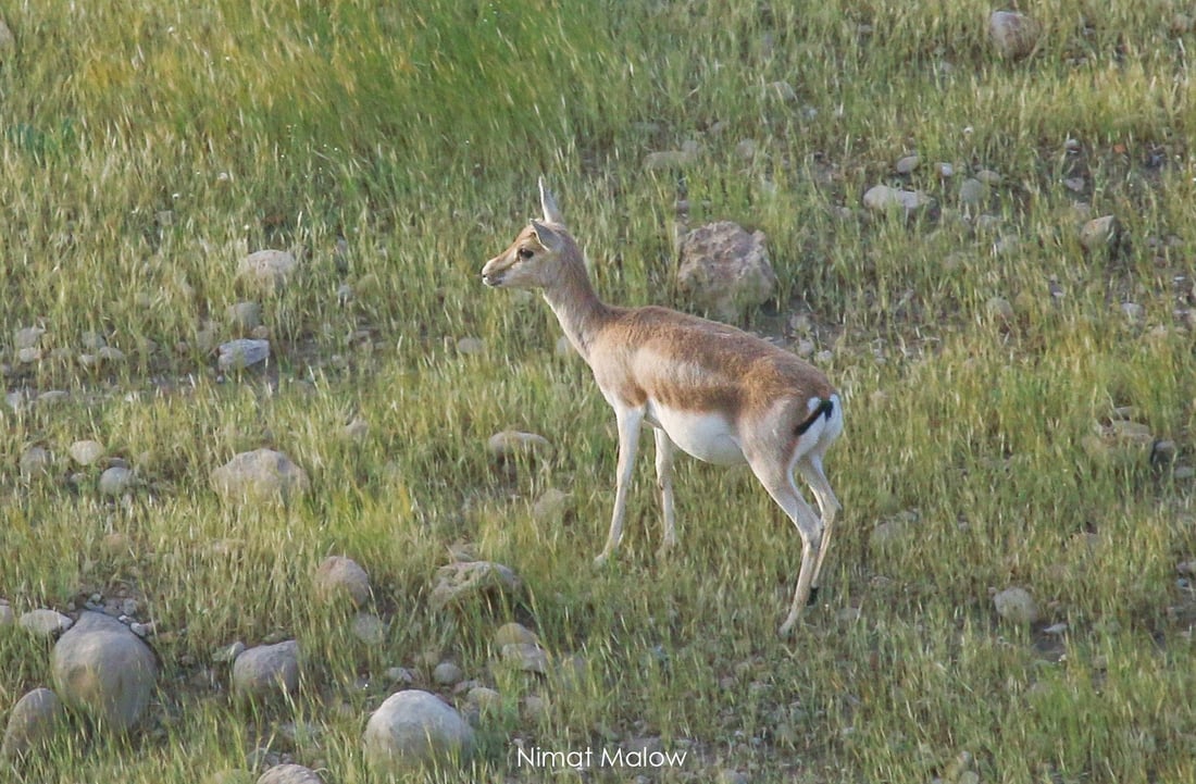 فۆتۆگرافه‌رێك چه‌ند نهێنییه‌كی ئاسكى گه‌رمیان ئاشكرا ده‌كات