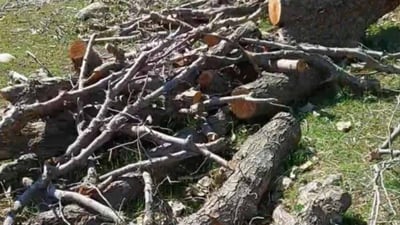 دارە تەڕەکان دەستیان بەسەرداگیرا و داربڕەکان لەوێ نەبوون