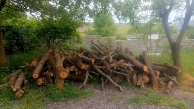 لە هەر رۆژێکدا 15 دارى سروشتى لە سنوورى قەزاى دوکان دەبڕدرێن